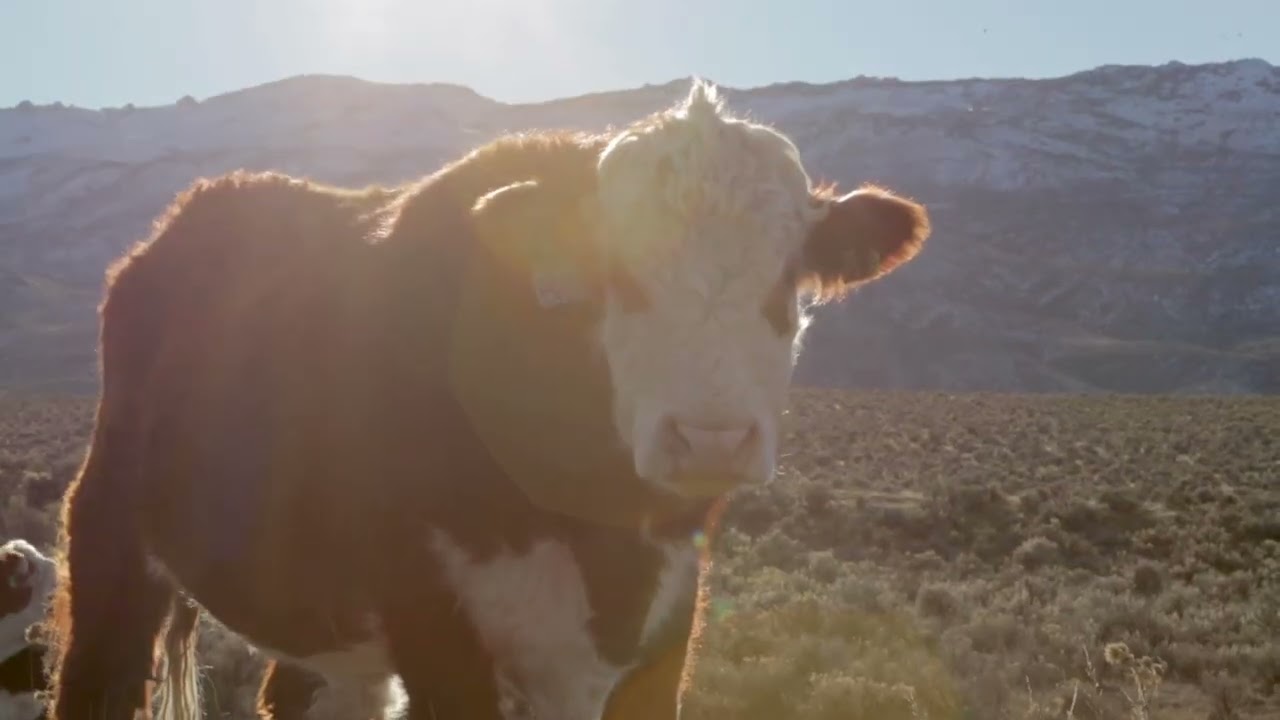 Prescribed Fires: Controlled Burnings to Restore the Rangeland