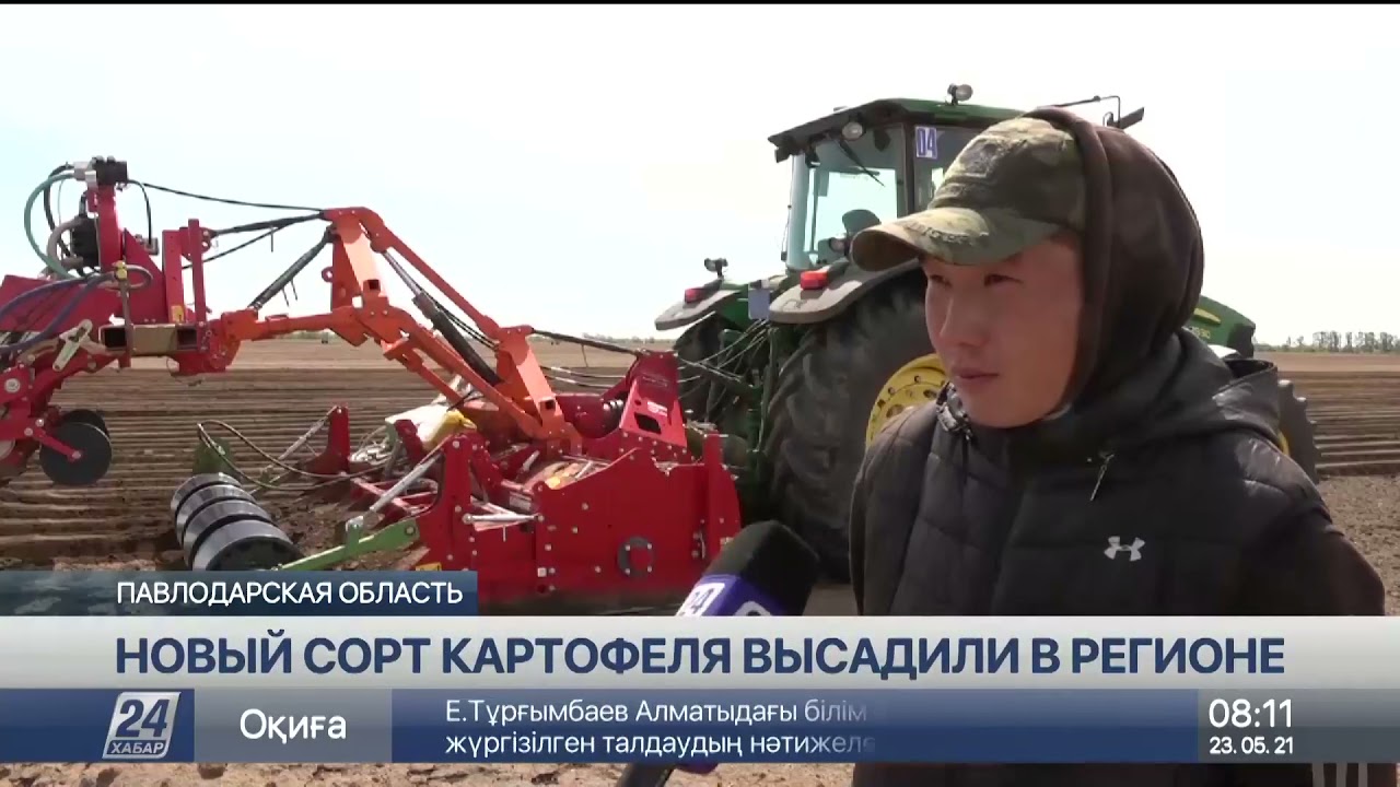 Картофель для чипсов посадили в Павлодарской области
