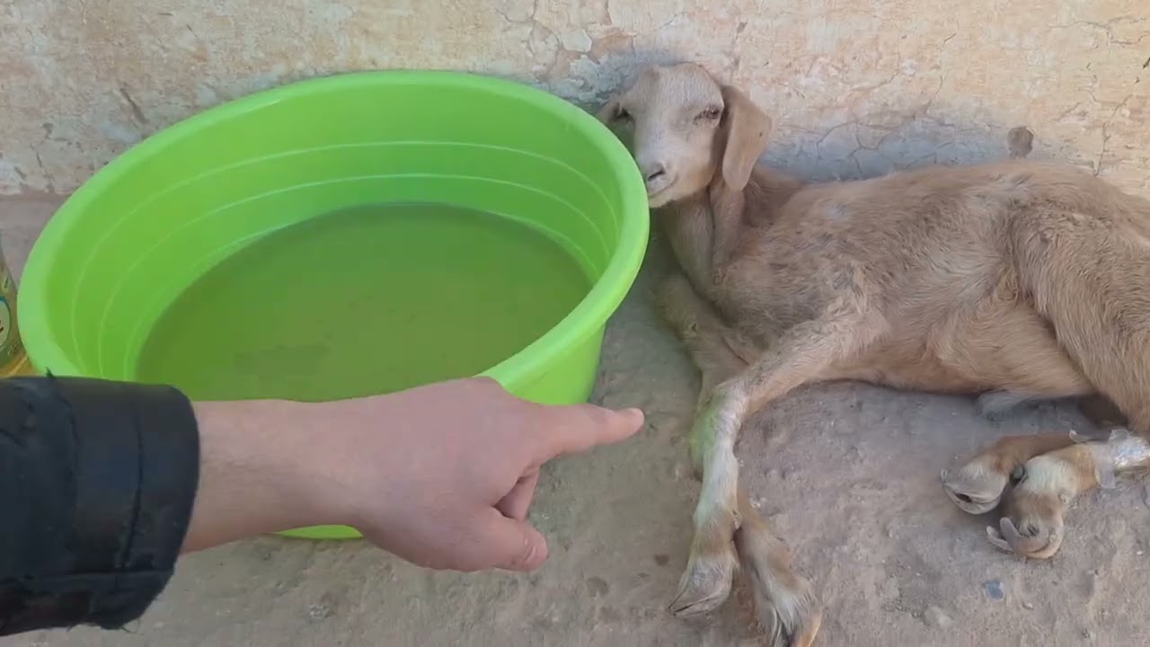 العلاج الشعبي المجرب و الشافي بإذن الله تعالى للحمى القلاعية أو أبوهويجر عند الأغنام 