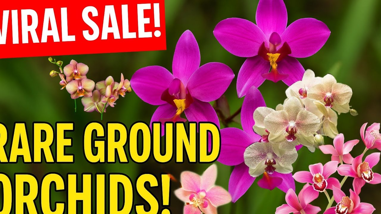Rare variety ground orchids sale in cheapest rate available / Rare variety ground orchids