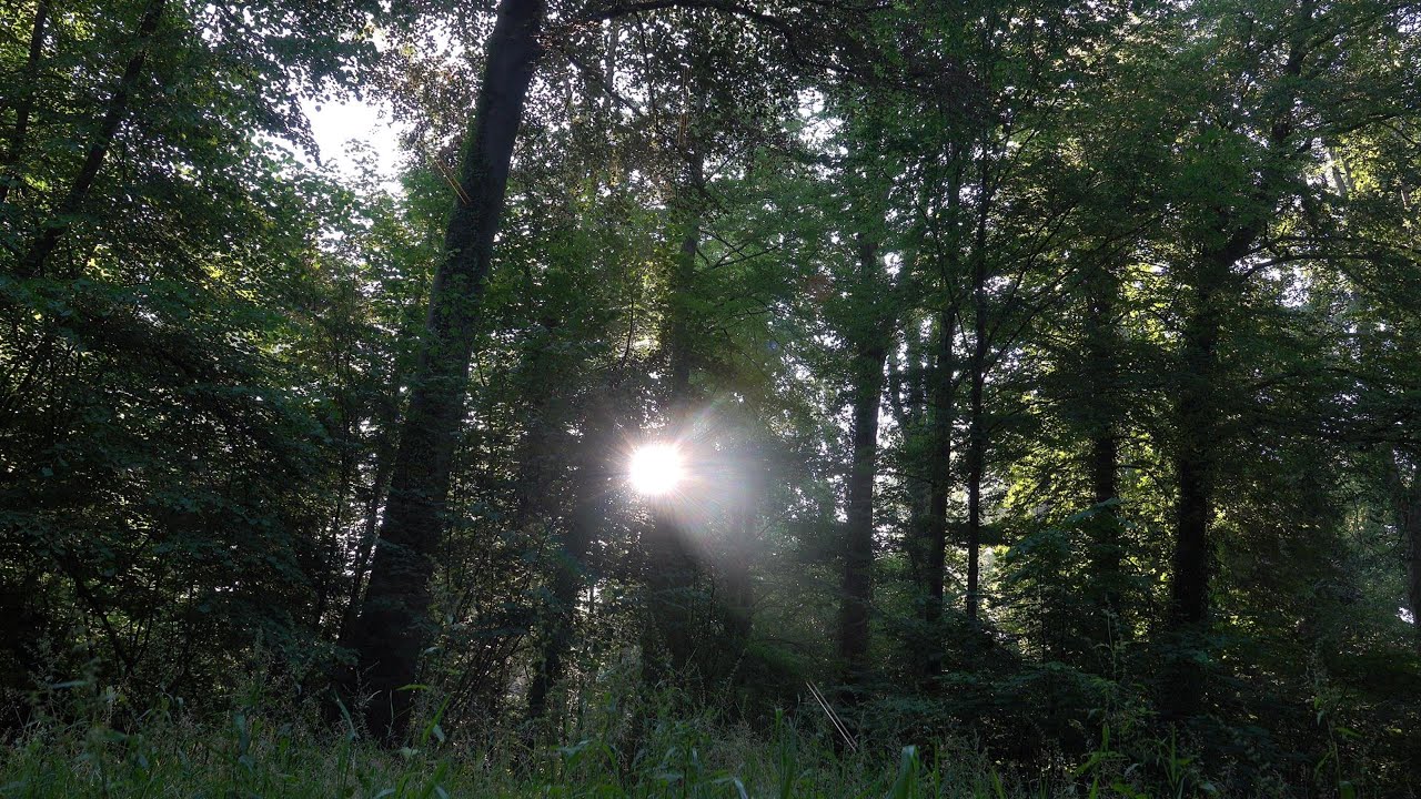Morning Walk with Bird Songs 4K Symphony nature's orchestra