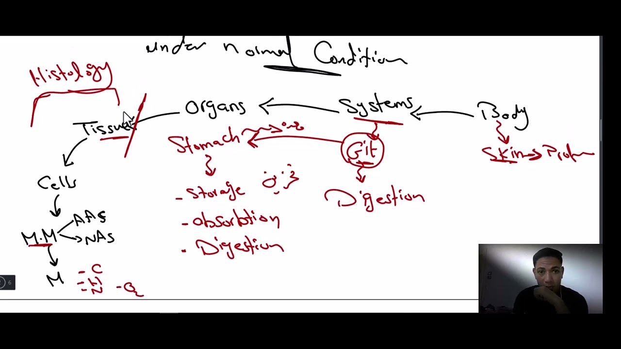 physiology - homeostasis - premedical course