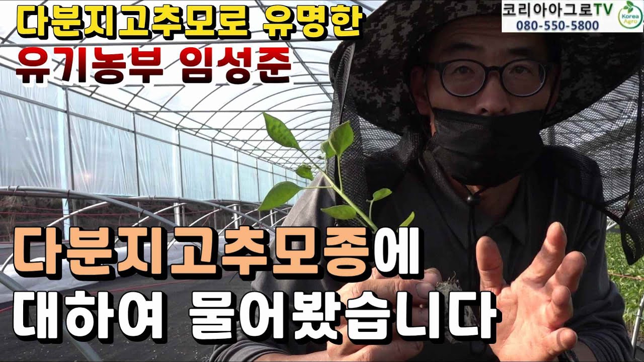 다분지 고추모종에 대하여 물어봤습니다.