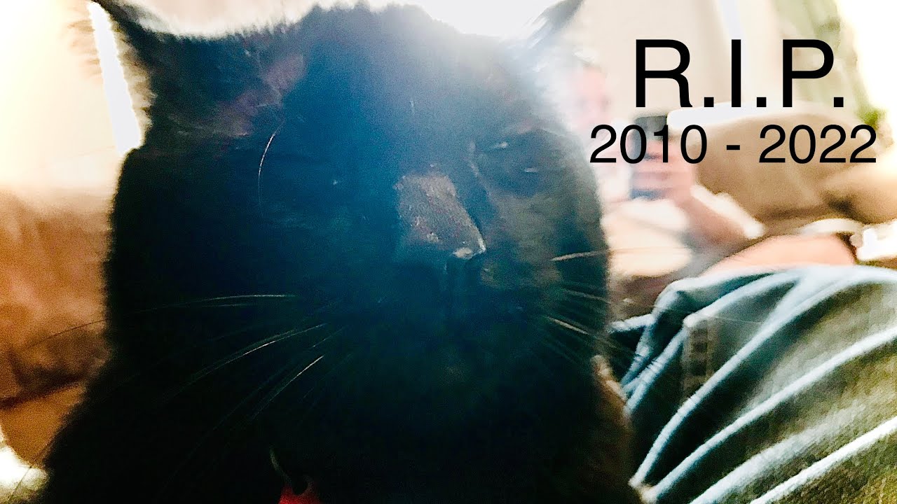 R.I.P. Moose (Official Music Video)