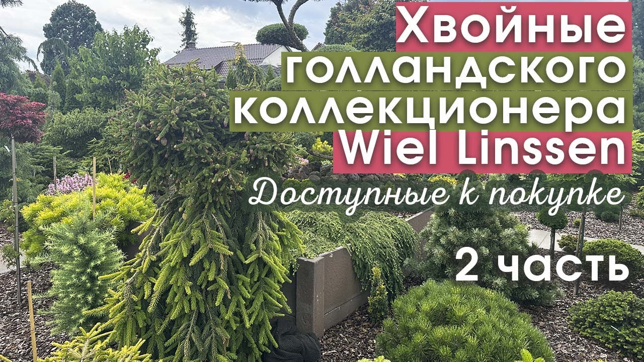 Коллекция частного сада W.Linssena в Голландии 2💚 Растения доступные к покупке