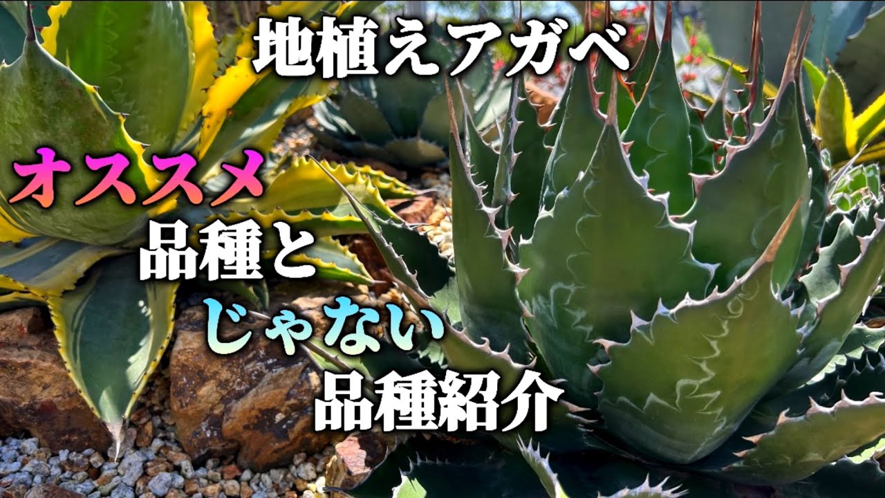 【地植えアガベ】ドライガーデンにオススメなアガベとオススメできないアガベの品種を紹介します！