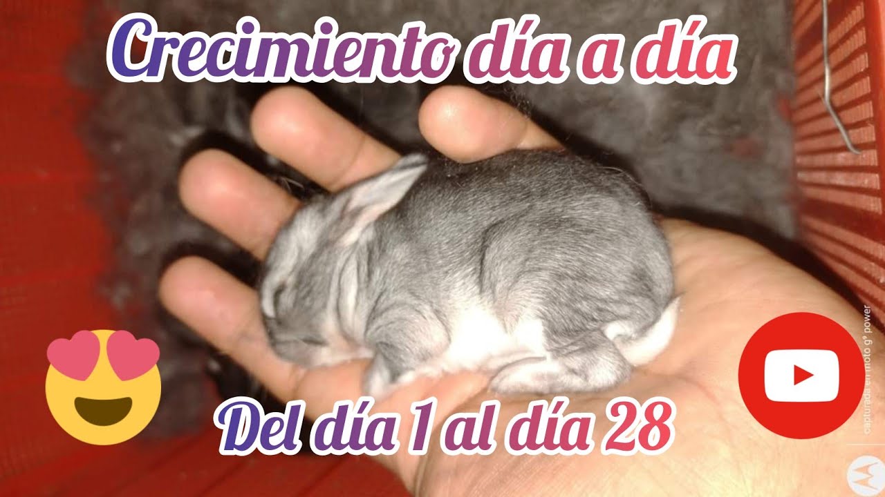 crecimiento de conejos bebés día a día