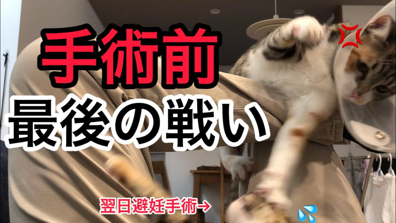 【避妊手術前】最後の戦い
