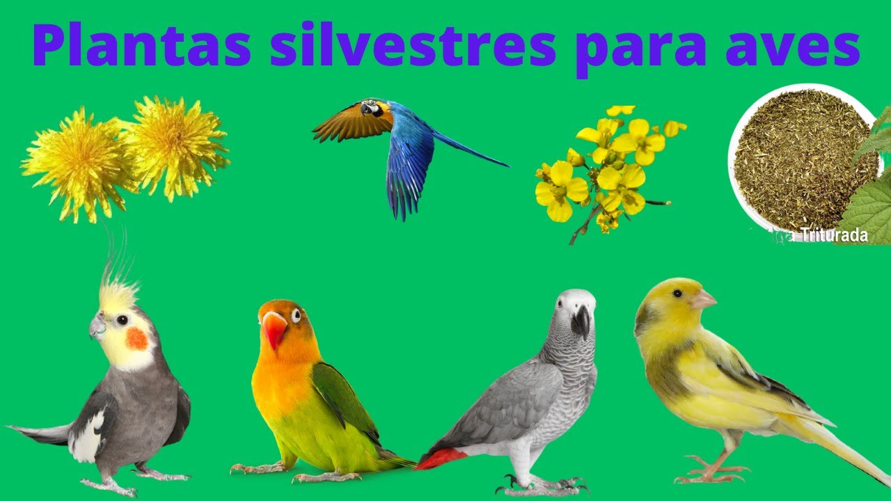 🦜👉Plantas silvestres para aves, canarios , periquitos , agapornis , ninfas , loros