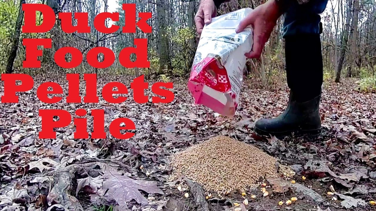 Left a pile of Duck Food Pellets in the woods. Trail camera caught the action!