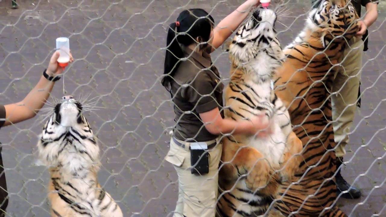 HARIMAU SUMATRA - TAMAN SAFARI BOGOR INDONESIA
