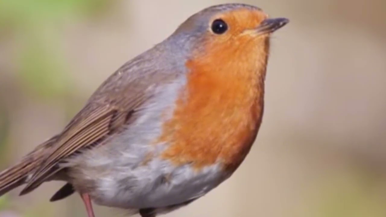 Bird sounds |  Stunning Nature | Stress Relief | Relaxing Birds Sound | Soothing Birds Chirping