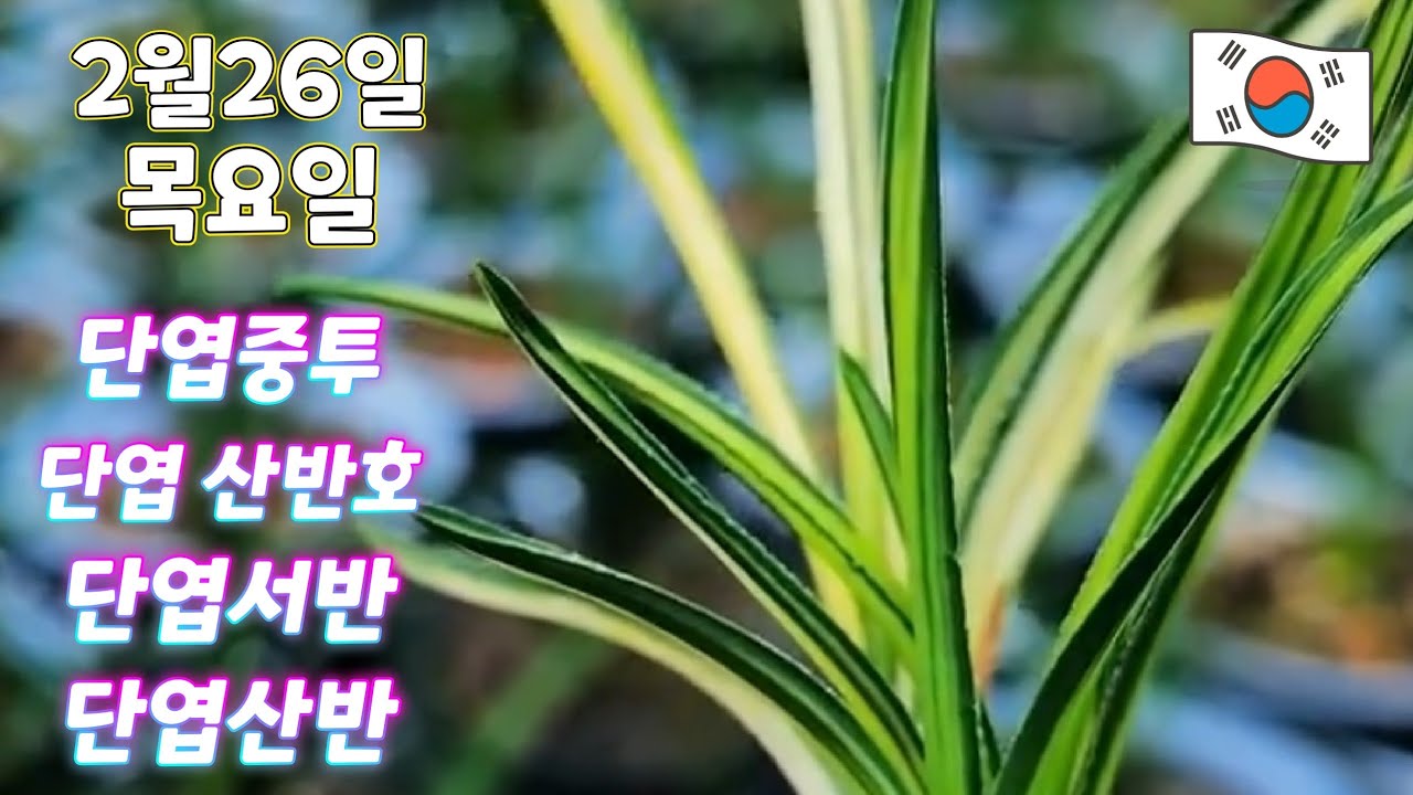 2월26일ㆍ목요일ㅡ단엽중투ㆍ단엽산반호ㆍ단엽산반ㆍ단엽서반💥💥💥💥💥 [4K]