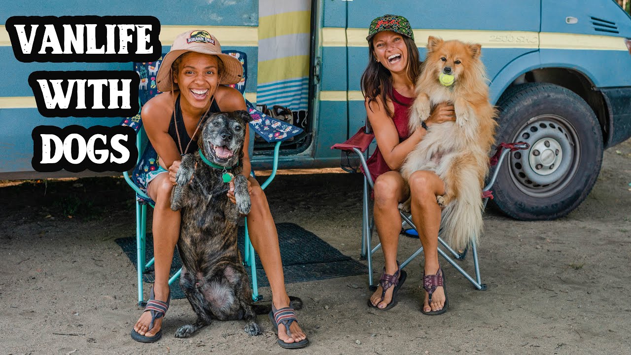 VANLIFE WITH 2 dogs | Q&A | Why we love living in a van with our dogs | Nat and Abi