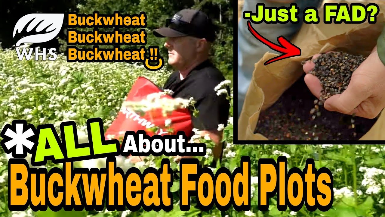 Buckwheat Food Plots For Deer