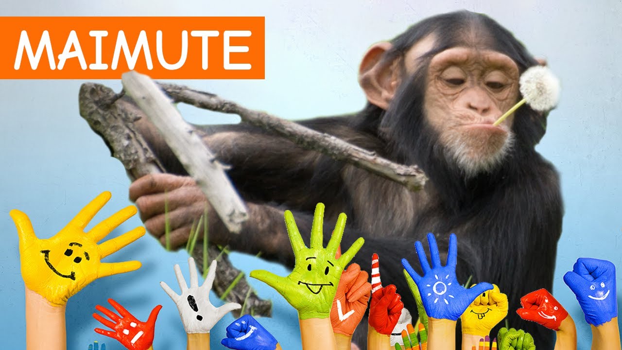 Copiii invata specii de maimute