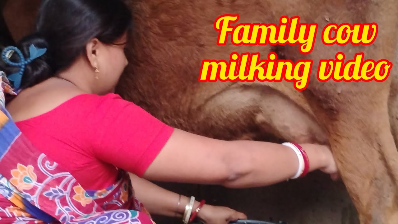Cow milking video ll Women powder ll Nature video #cowmilking #wildlifebangla #animalloverrajuda 