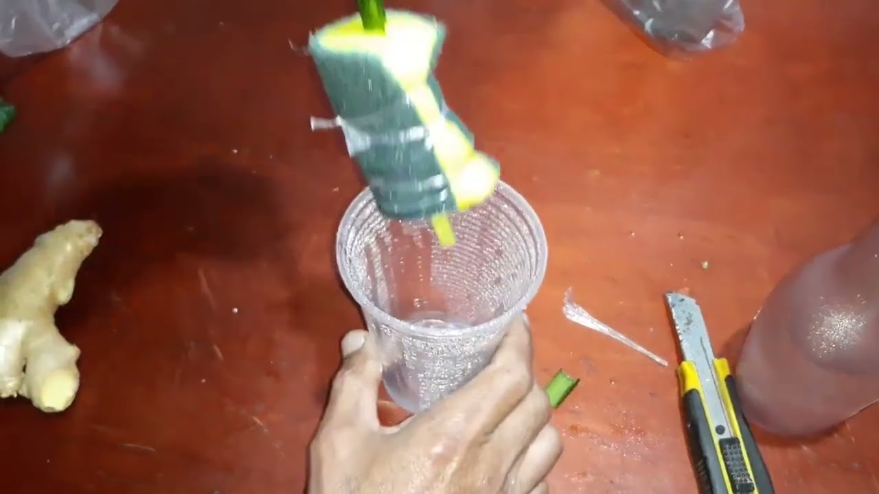 ANTI FUNGO NATURAL PARA SUA ESTACA!!!