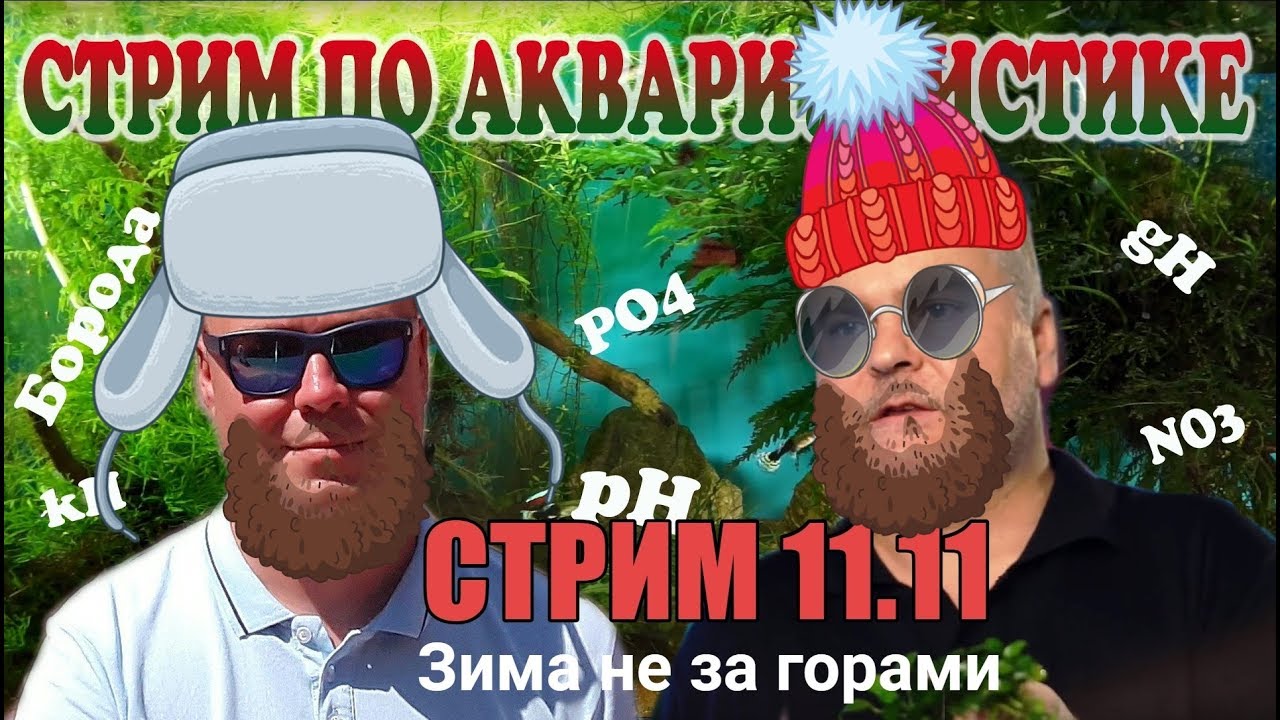 Стрим по аквариумистике 11.11.2018