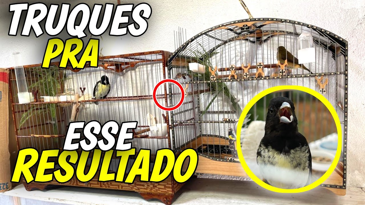o segredo que faz qualquer papa capim baiano CASAR de verdade com a fêmea