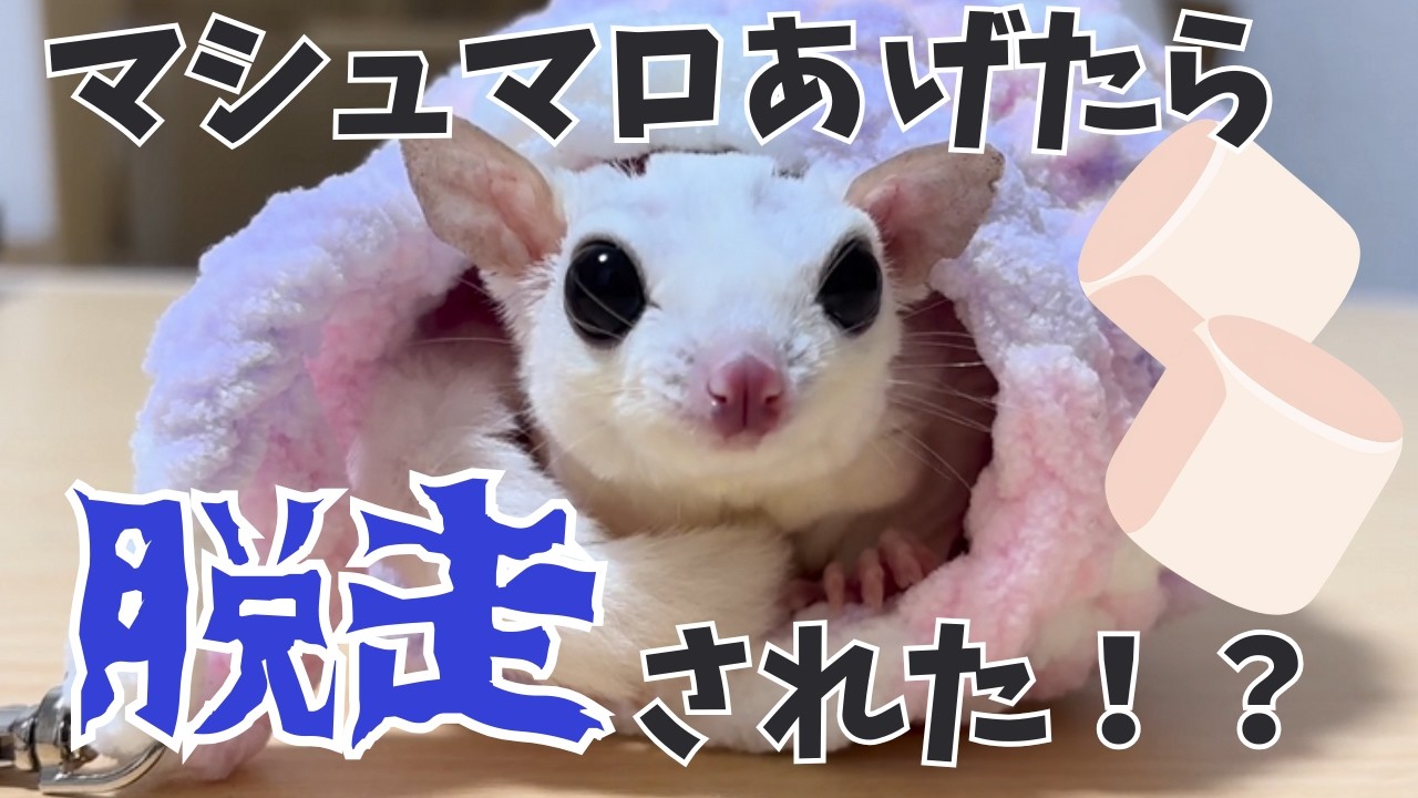 マシュマロあげてたら、脱走された！？