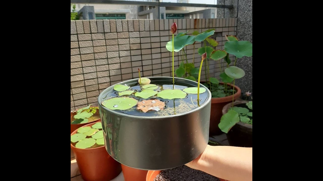 碗蓮分植移盆全紀實 2020