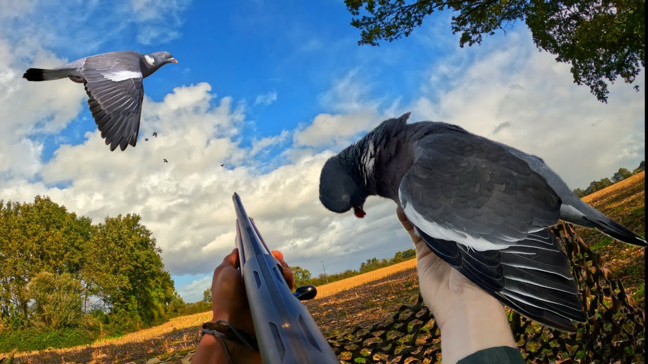 Chasse du pigeon ramier au poste !