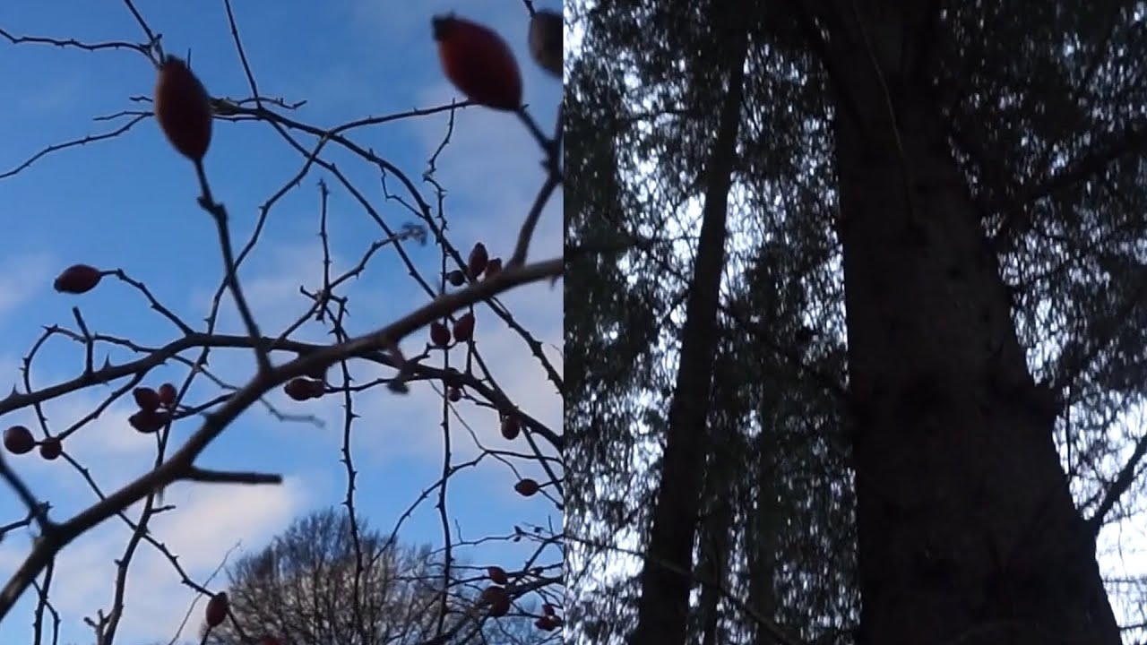 Whispering Trees, Forest Ambience and Nature Sounds