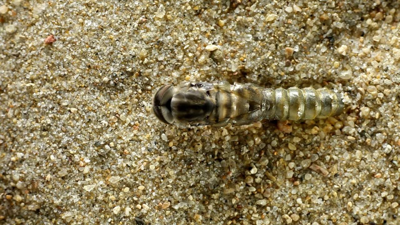 From pupa to adult: hatching a horse fly