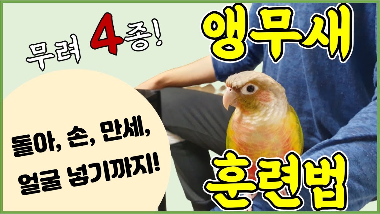 앵무새 '4종 훈련법' 전격 공개! (돌아, 손, 만세, 머리넣기)_Parrot's 