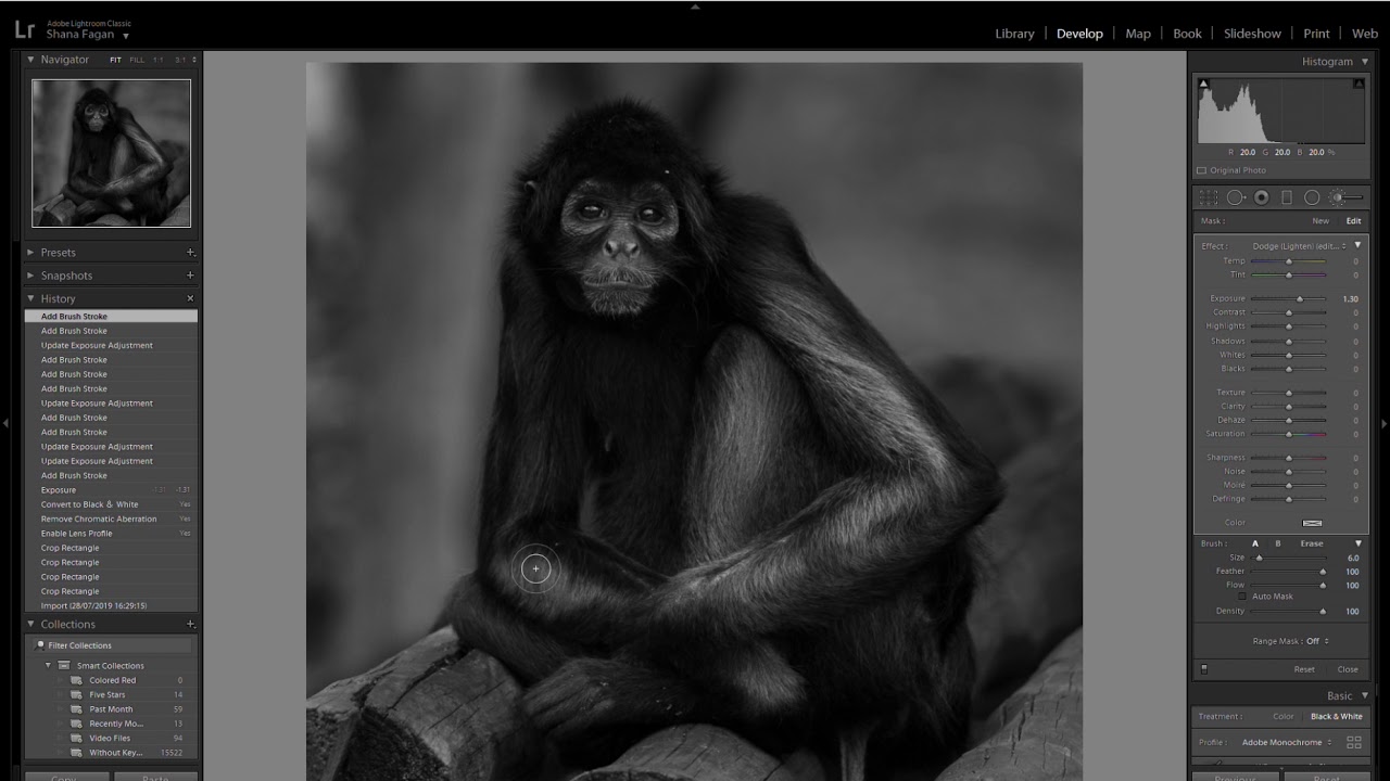 HOW to EDIT Wildlife photography into FINE ART using LIGHTROOM