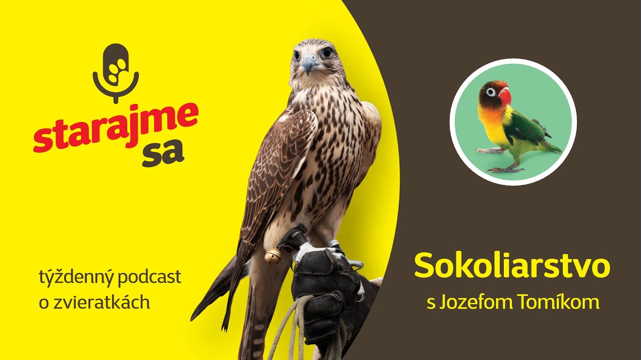 Starajme sa | Vtáky: Sokoliarstvo