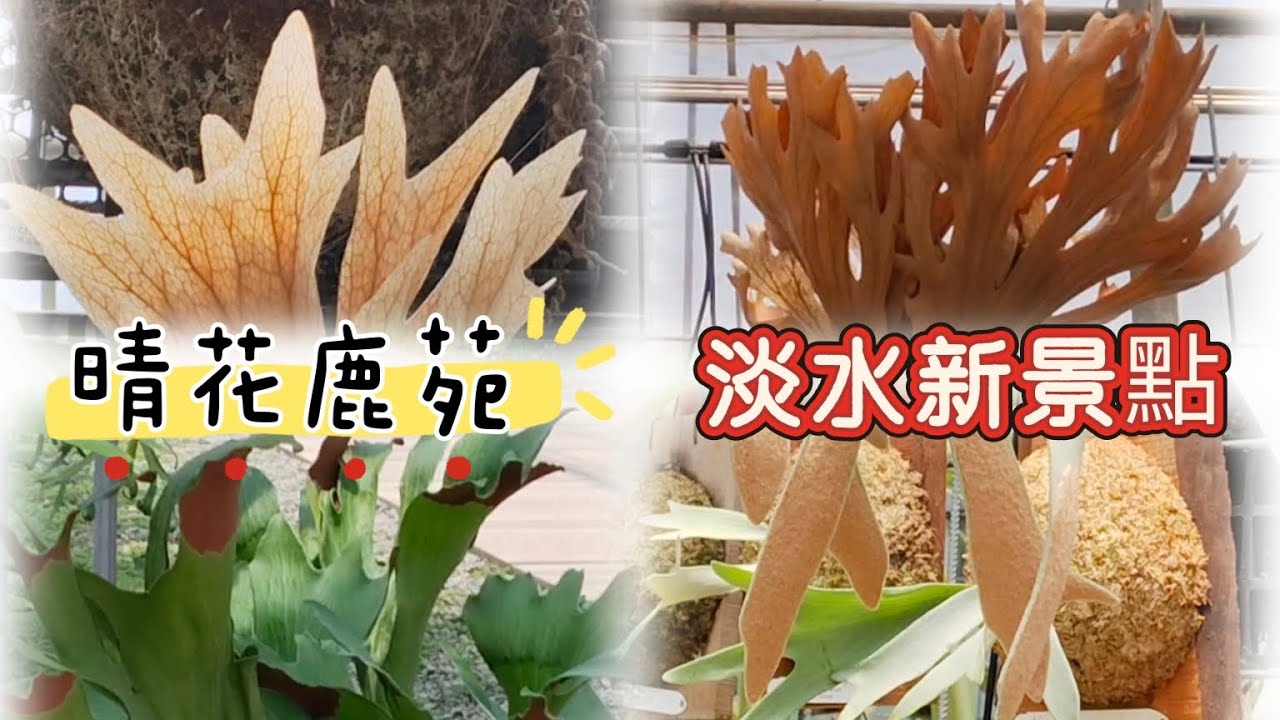 晴花鹿苑 淡水新景點，園區植栽很多品系的鹿角蕨|九天遊記40