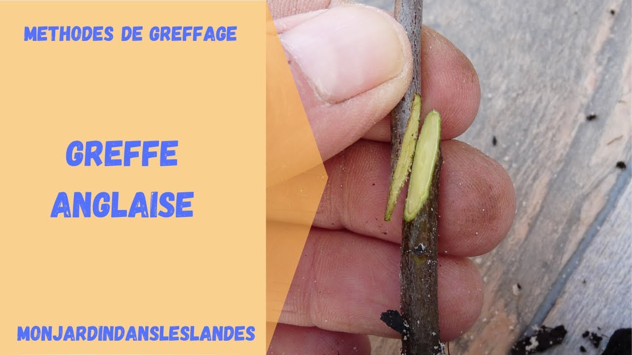 Greffe anglaise - Monjardindansleslandes