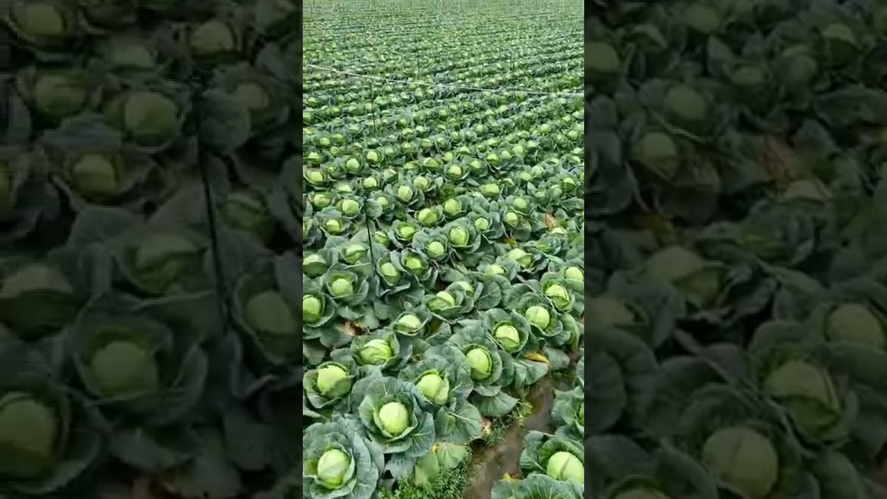 Beautiful Cabbage Farm Vegetables Satisfying video #satisfying #short #agriculture