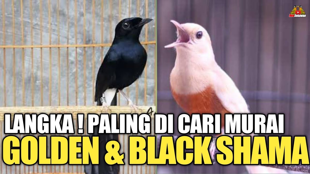AGEN PALING GILA ! STOKNYA RIBUAN EKOR JUAL MURAI BATU SAMPAI HARGA RATUSAN JUTA !
