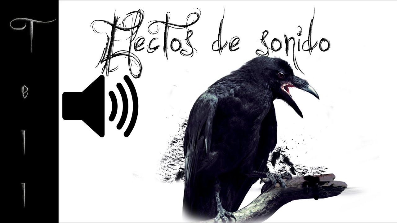 Cuervo | Efecto de sonido