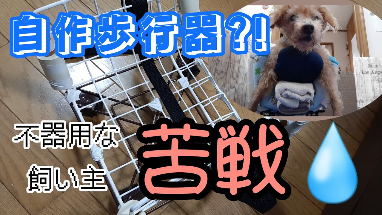 【老犬の歩行器】お爺さんに再び動ける喜びを…toy poodle 18 years old homemade walker