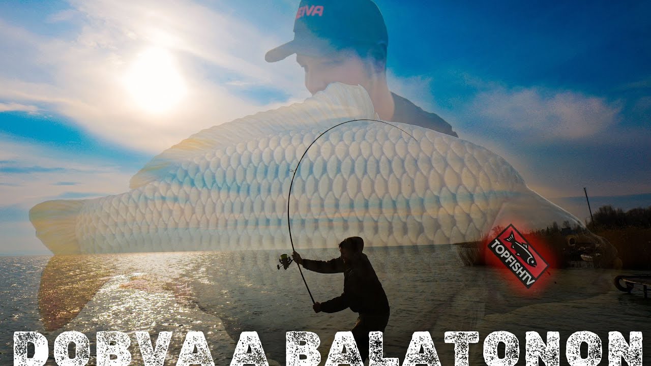 Így fogj pontyot a Balatonon dobós módszerrel!