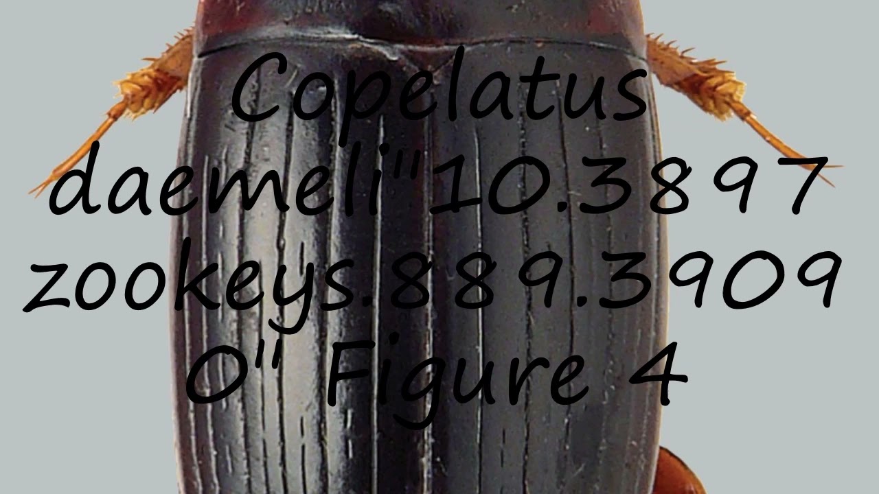 How to pronounce Copelatus daemeli