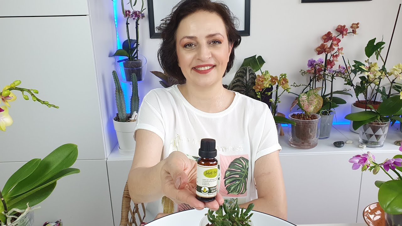 Doğal Böcek Savar İlacı Neem yağı (Tesbih ağacı yağı)