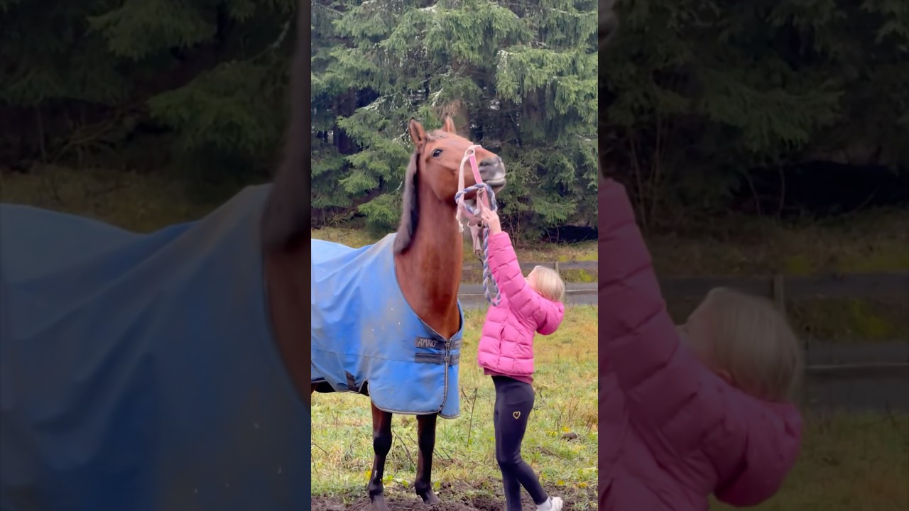 It&rsquo;s NOT easy when your horse is BIG😱 #shortsvideo #horse #horselover