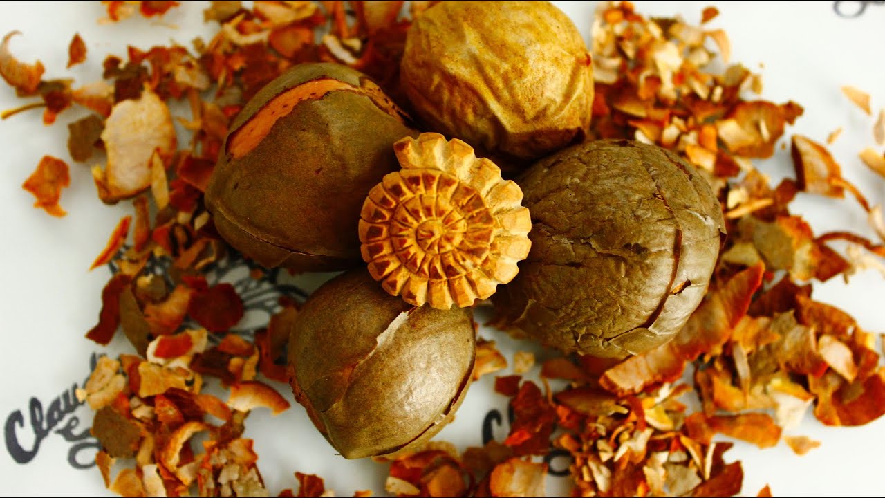 Amonita Esculpida en Semilla de Aguacate