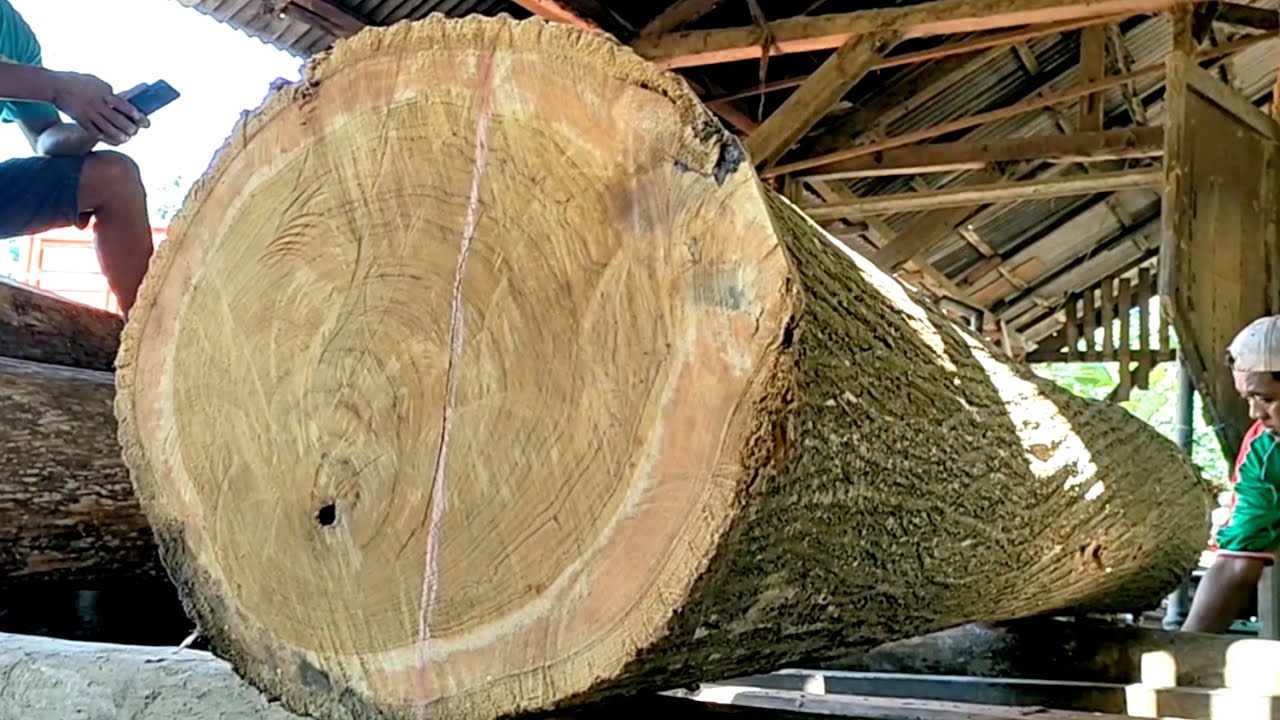 Large and expensive teak wood cutting for board material in sawmills 
