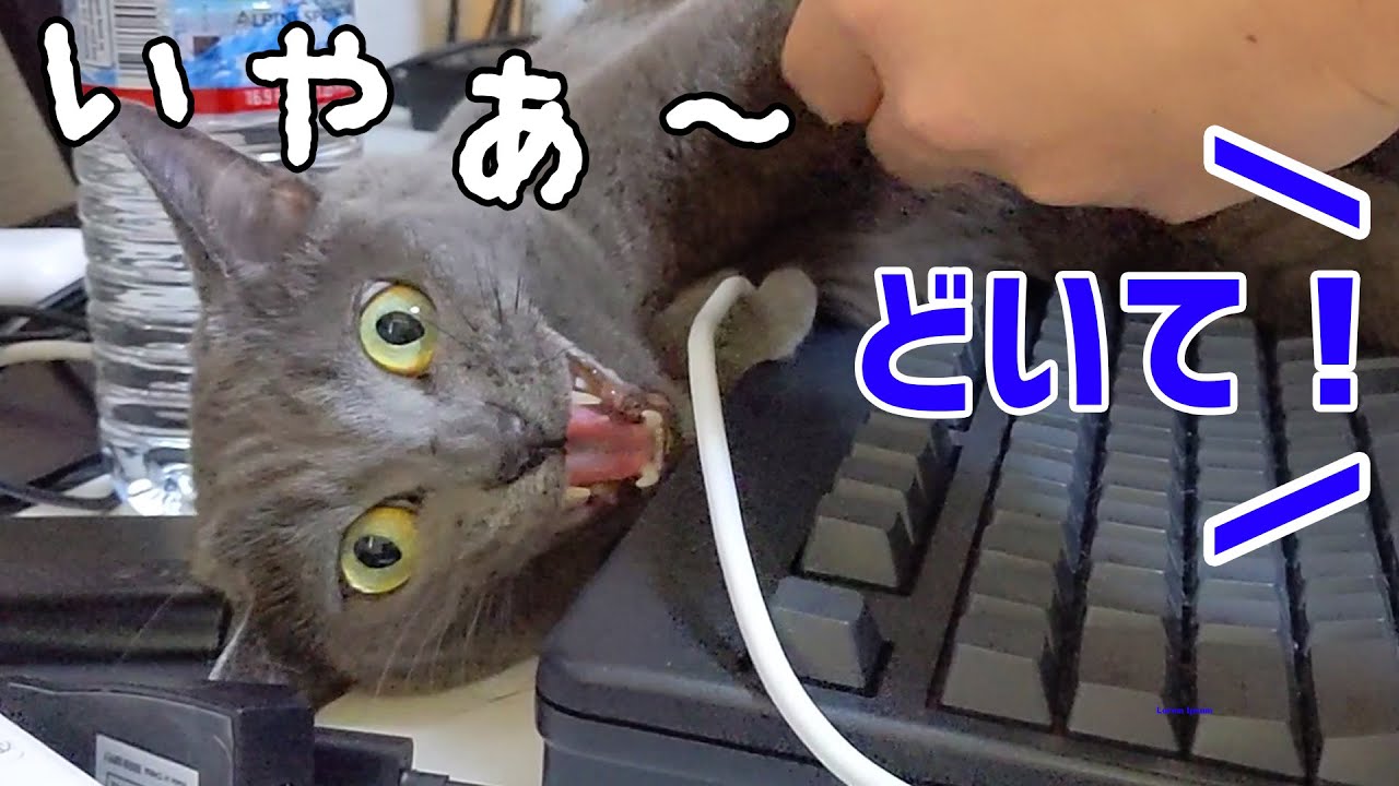 パパのゲームの邪魔をして怒られる猫