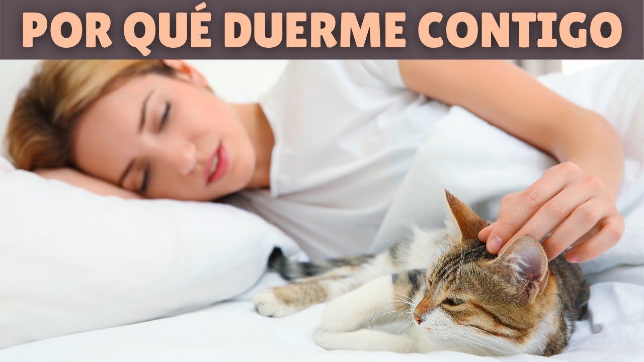 ¿No sabes por qué tu gato DUERME CONTIGO?  🐱 ➡️ Te lo EXPLICO