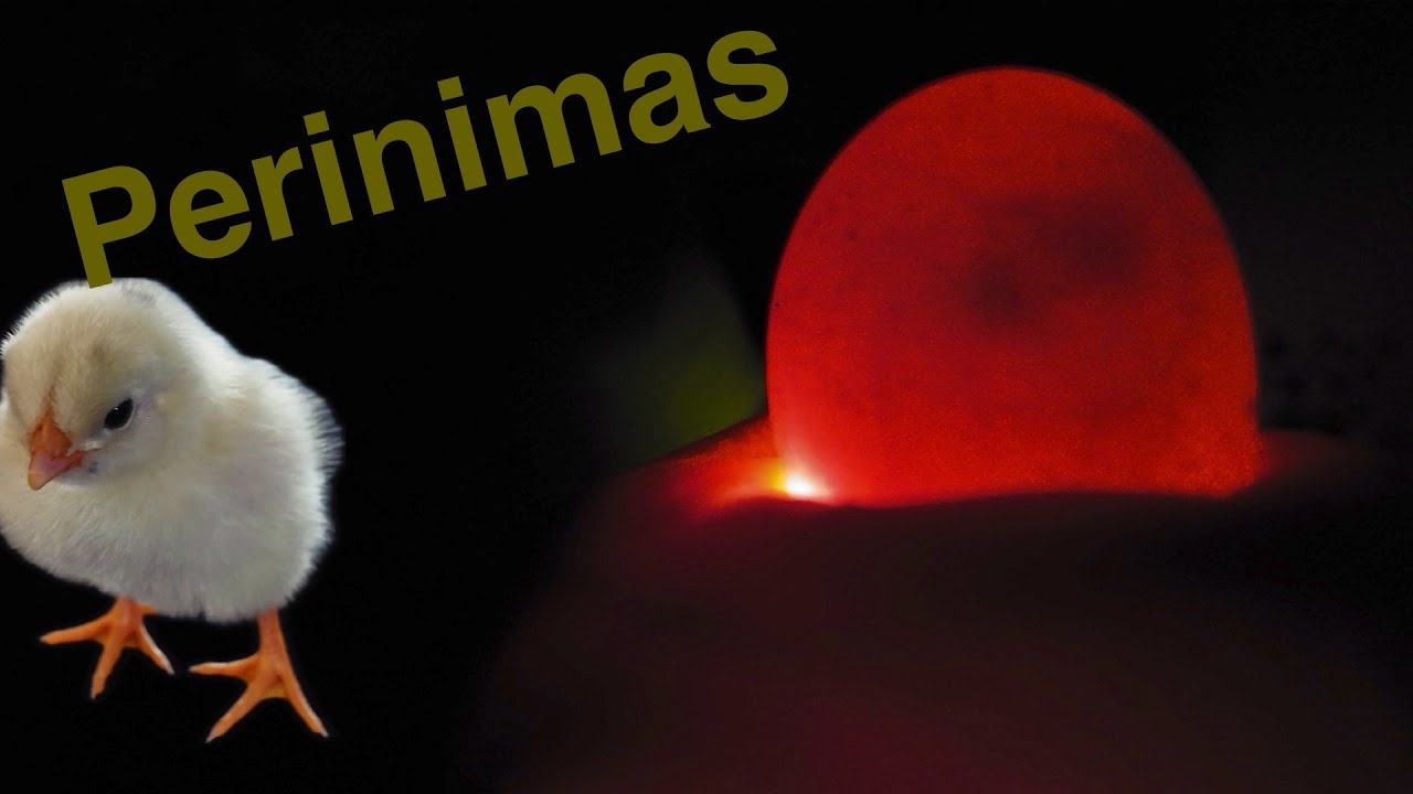 Vi&scaron;čiukų perinimas inkubatoriuje... #inkubator #vi&scaron;čiukai #perinimas
