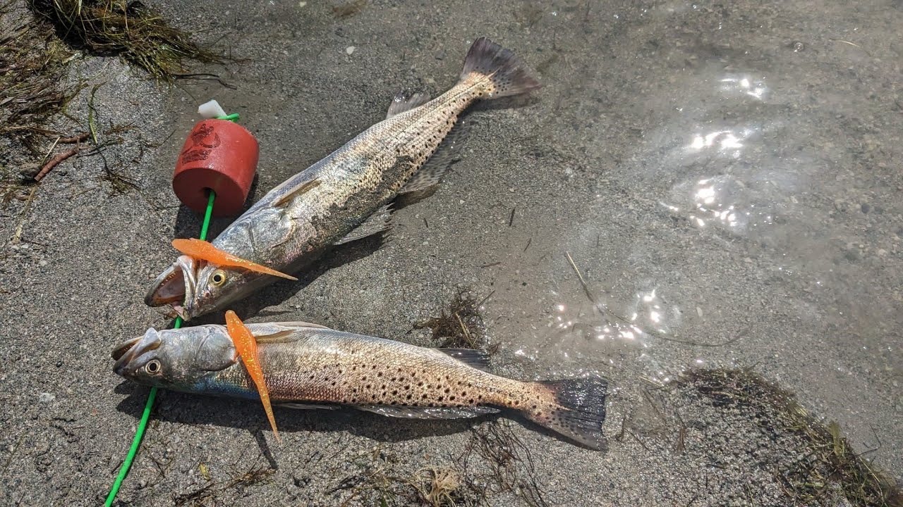 Trout Fishing in Port Mansfield Tx