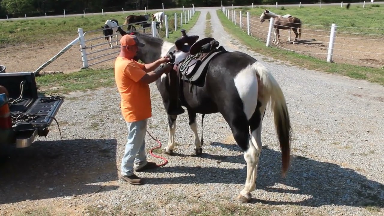 CEO Gelding for Sale at McNatt Farms Video of him being tacked up