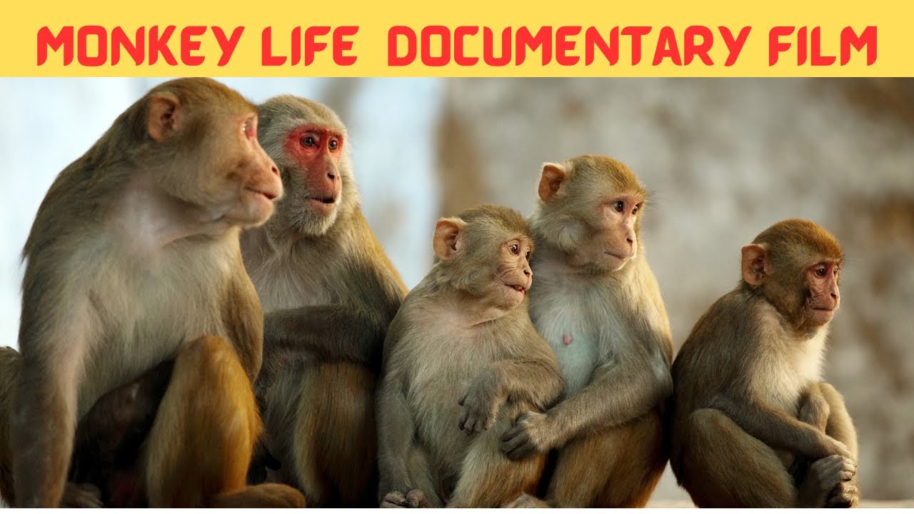 The Monkey Life Documentary Film हिंदी में : Monkey Baby Bon Bon Plays with Funny Expression